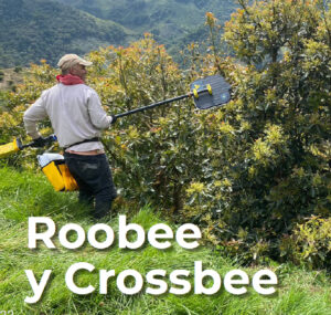 Roobee y Crossbee